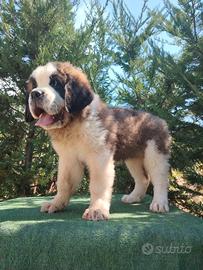 Cuccioli di san bernardo con pedigree