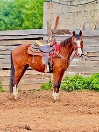 Castrone incrocio Quarter