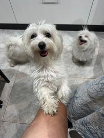 Maltese maschietto