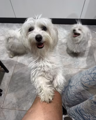 Maltese maschietto