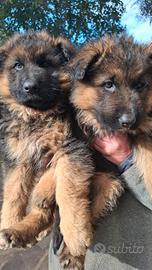 Cucciole di Pastore Tedesco