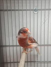 Canarini Arlecchini portoghesi