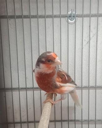 Canarini Arlecchini portoghesi