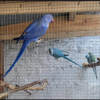 Parrocchetto dal collare