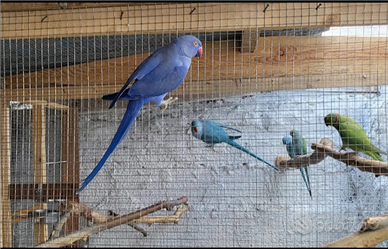 Parrocchetto dal collare