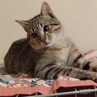 Pierino gattino 6 mesi senza un occhio