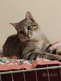 Pierino gattino 6 mesi senza un occhio