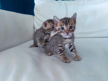Gatto bengala