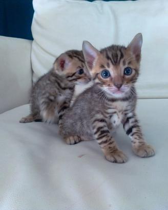 Gatto bengala