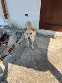 Cucciola di bordercolli