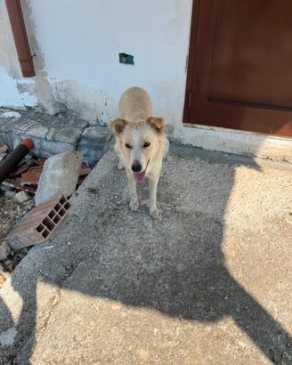 Cucciola di bordercolli