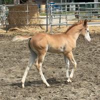 Cavallo