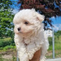 Maltesi cuccioli femmina con pedigree