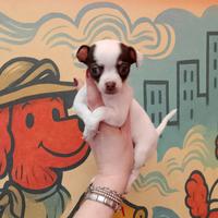 Chihuahua femminuccia