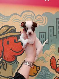 Chihuahua femminuccia