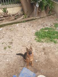 Cucciola Pastore Tedesco