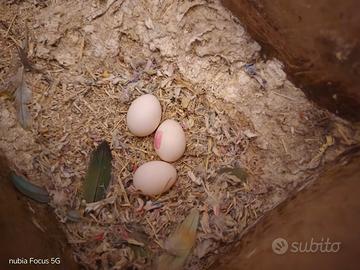 Pulli inseparabili roseicollis agapornis