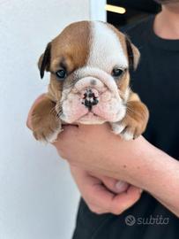 Bulldog Inglese