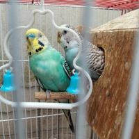 Cocorite coppia formata