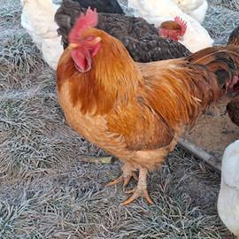 Gallo gallina varie razze