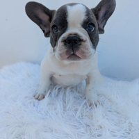 Bulldog francesi esotici