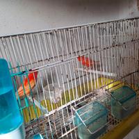 4 gabbie con canarini