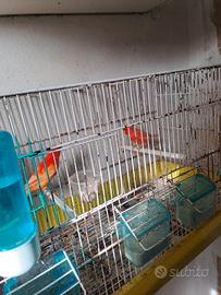 4 gabbie con canarini