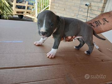 Amstaff Blu