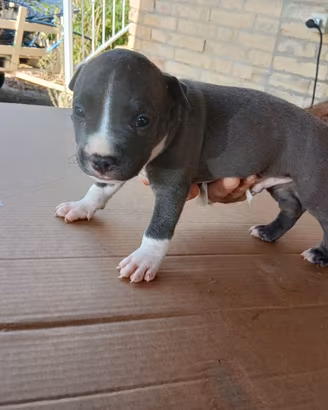 Amstaff Blu