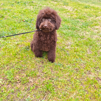 Barboncino maschio marrone