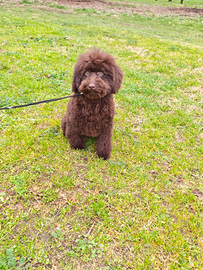 Barboncino maschio marrone