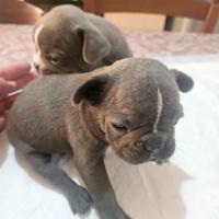 Bulldog francese mini blu