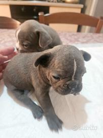 Bulldog francese mini blu