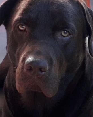 Labrador