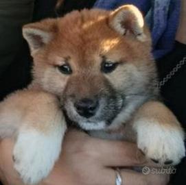 Shiba Inu