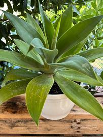 Agave attenua