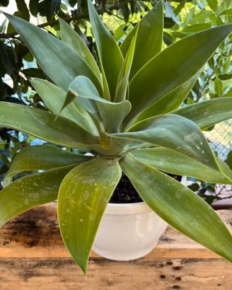 Agave attenua