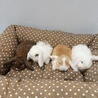 Cuccioli di conigli nani ariete mini