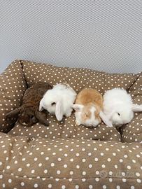 Cuccioli di conigli nani ariete mini