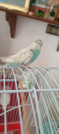 Vendita pappagalli