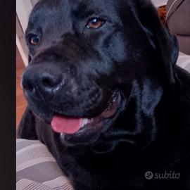 Labrador nera