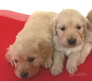 Cuccioli di golden retriever