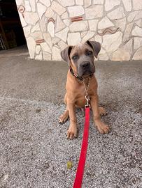Cane corso