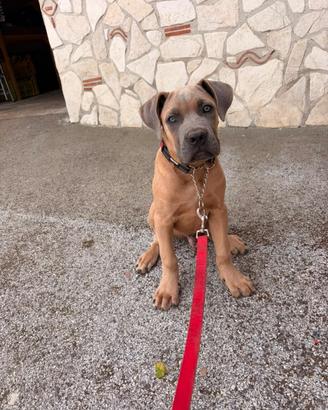 Cane corso