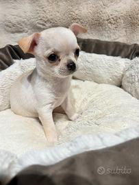 Chihuahua con pedigree Enci