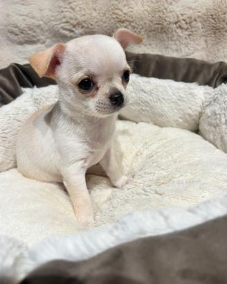 Chihuahua con pedigree Enci