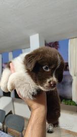 Cuccioli Pastore Australiano