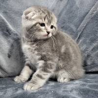 Cuccioli di scottish