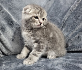 Cuccioli di scottish