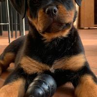 Cucciola Rottweiler alta linea di sangue